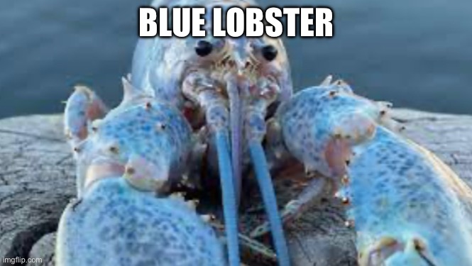 Blue lobster | BLUE LOBSTER | image tagged in blue,lobster | made w/ Imgflip meme maker