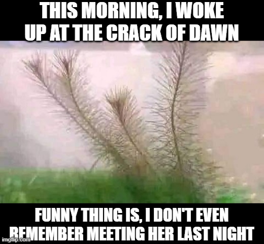 Strange Crack | THIS MORNING, I WOKE UP AT THE CRACK OF DAWN; FUNNY THING IS, I DON'T EVEN REMEMBER MEETING HER LAST NIGHT | image tagged in fern | made w/ Imgflip meme maker
