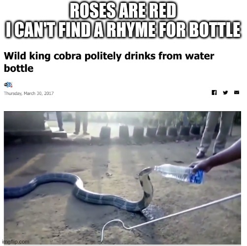 if anyone knows a good rhyme for bottle pls tell me :P | ROSES ARE RED
I CAN'T FIND A RHYME FOR BOTTLE | image tagged in snake,rhymes,water bottle,roses are red | made w/ Imgflip meme maker