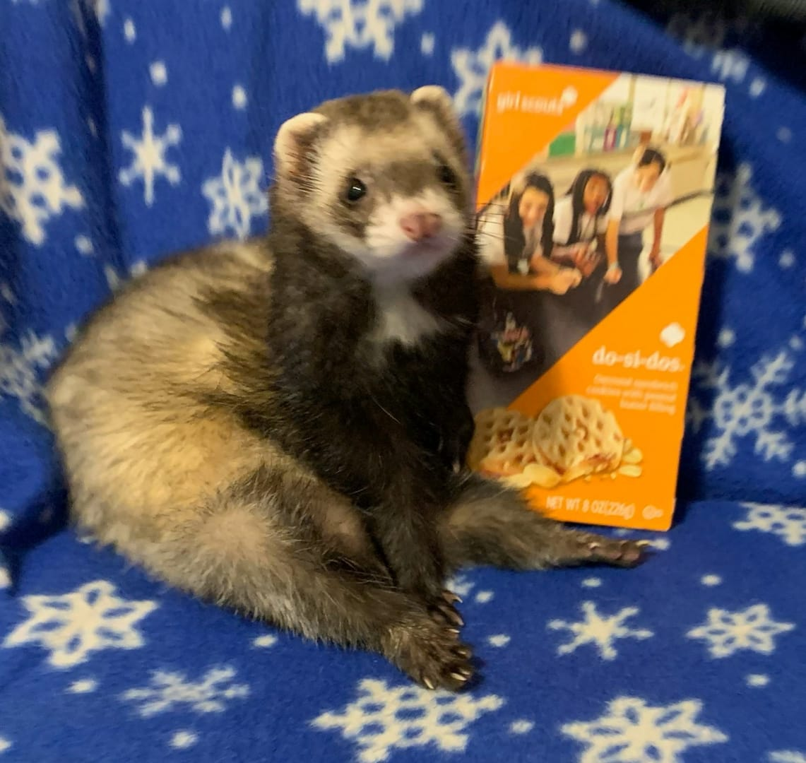 Ferret Loves Girl Scout Cookies Blank Meme Template