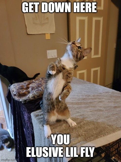 Standing curious cat | GET DOWN HERE; YOU ELUSIVE LIL FLY | image tagged in standing curious cat | made w/ Imgflip meme maker