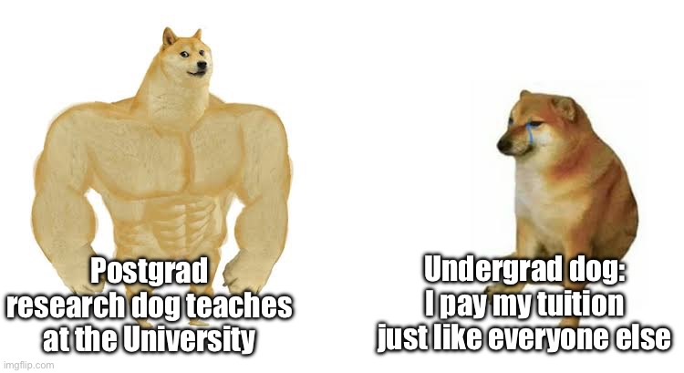 Postgrad dog vs undergrad dog | Undergrad dog: I pay my tuition just like everyone else; Postgrad research dog teaches at the University | image tagged in strong doge weak doge | made w/ Imgflip meme maker