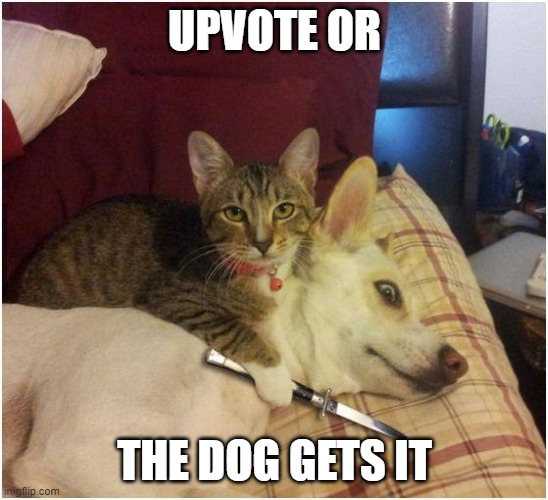 i will not kill a dog but the cat will | UPVOTE OR; THE DOG GETS IT | image tagged in warning killer cat | made w/ Imgflip meme maker
