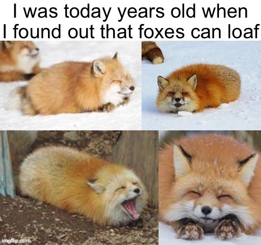 Repost | image tagged in fox,facts | made w/ Imgflip meme maker