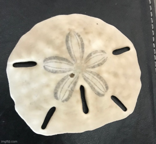 Found this on the beach in Mexico | made w/ Imgflip meme maker