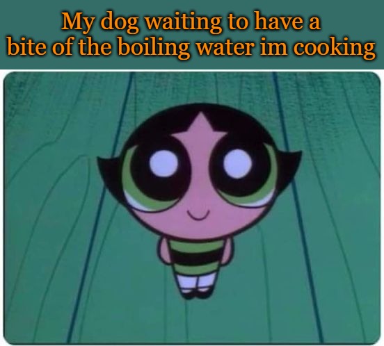 My dog waiting to have a bite of the boiling water im cooking | made w/ Imgflip meme maker