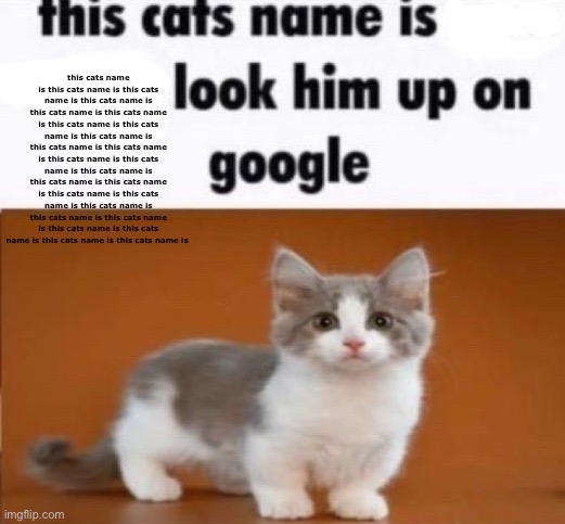 this cats name is x look him up on google | this cats name is this cats name is this cats name is this cats name is this cats name is this cats name is this cats name is this cats name is this cats name is this cats name is this cats name is this cats name is this cats name is this cats name is this cats name is this cats name is this cats name is this cats name is this cats name is this cats name is this cats name is this cats name is this cats name is this cats name is this cats name is | image tagged in this cats name is x look him up on google | made w/ Imgflip meme maker