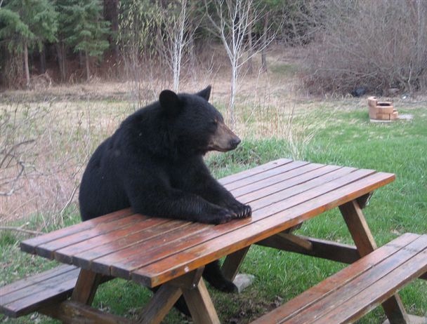 High Quality Black bear picnic table Blank Meme Template