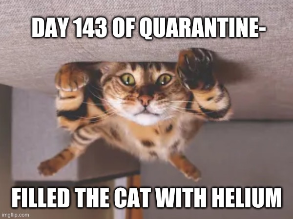 Reflecting on those days in quarantine | DAY 143 OF QUARANTINE-; FILLED THE CAT WITH HELIUM | image tagged in quarantine,cat,cats,quarantine cat,bored,quarantine boredom | made w/ Imgflip meme maker