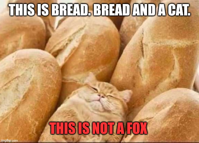 Important fox facts | THIS IS BREAD. BREAD AND A CAT. THIS IS NOT A FOX | image tagged in camo cat loaf,fox,facts | made w/ Imgflip meme maker