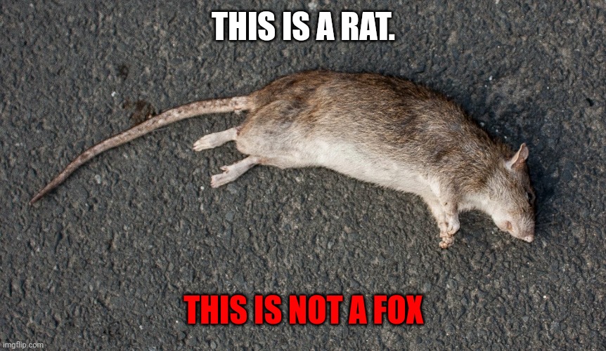 Important fox facts. | THIS IS A RAT. THIS IS NOT A FOX | image tagged in dead rat,not a,fox | made w/ Imgflip meme maker