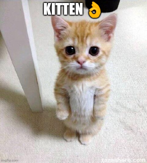 Cute Cat | KITTEN 👌 | image tagged in memes,cute cat | made w/ Imgflip meme maker