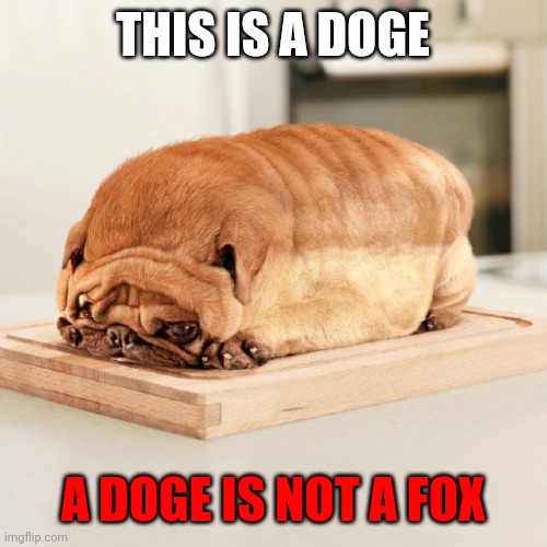 Important loaf facts | THIS IS A DOGE; A DOGE IS NOT A FOX | image tagged in pug loaf,loaf,facts,doge | made w/ Imgflip meme maker