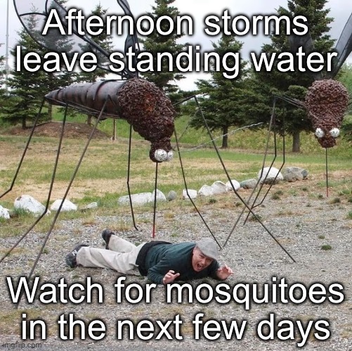 Mosquitoes | Afternoon storms leave standing water; Watch for mosquitoes in the next few days | image tagged in meanwhile in australia,mosquitoes | made w/ Imgflip meme maker
