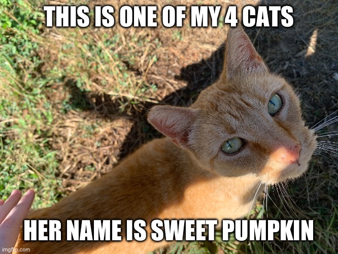 I wanted to show Sweet because kitteh, also because I’m thinking of making a boss based on her | THIS IS ONE OF MY 4 CATS; HER NAME IS SWEET PUMPKIN | made w/ Imgflip meme maker