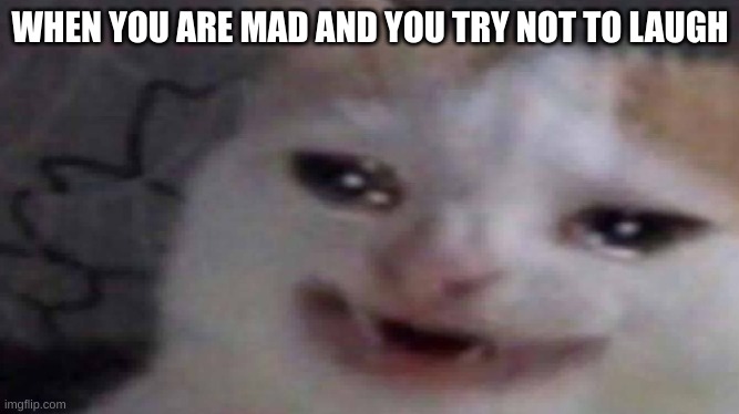 lol | WHEN YOU ARE MAD AND YOU TRY NOT TO LAUGH | image tagged in cat | made w/ Imgflip meme maker