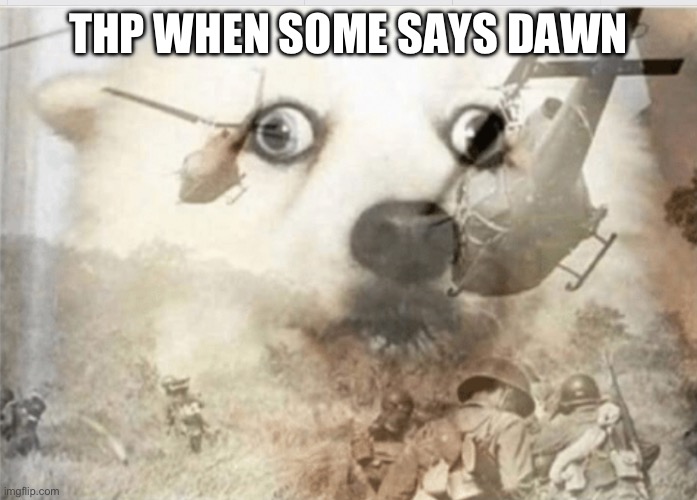 PTSD dog | THP WHEN SOME SAYS DAWN | image tagged in ptsd dog | made w/ Imgflip meme maker