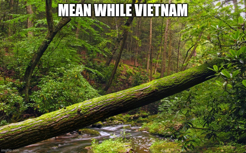 Fallen tree in forest | MEAN WHILE VIETNAM | image tagged in fallen tree in forest | made w/ Imgflip meme maker