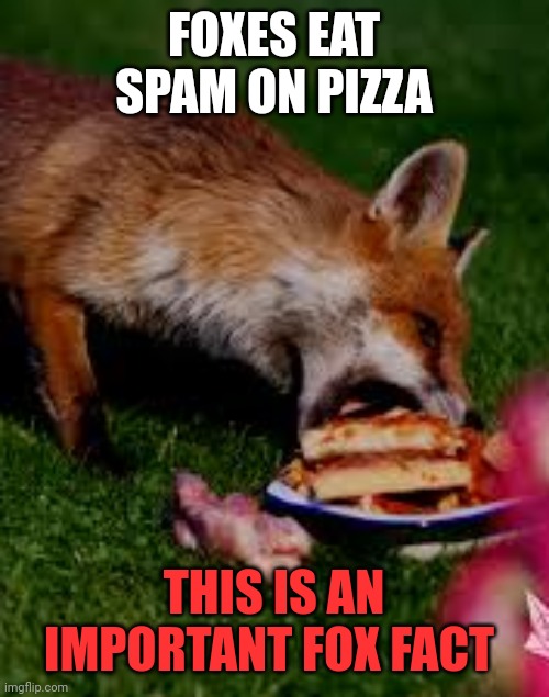 Fox facts | FOXES EAT SPAM ON PIZZA; THIS IS AN IMPORTANT FOX FACT | image tagged in important,fox,facts | made w/ Imgflip meme maker