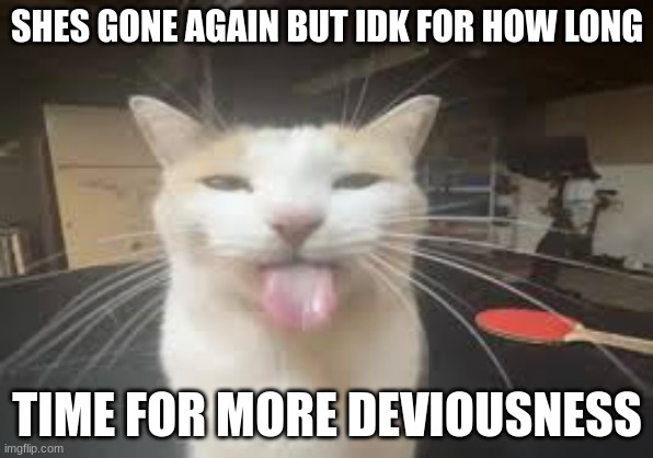Cat | SHES GONE AGAIN BUT IDK FOR HOW LONG; TIME FOR MORE DEVIOUSNESS | image tagged in cat | made w/ Imgflip meme maker