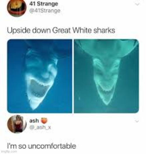I am very uncomfortable too. | image tagged in shark,sharks,weird,cursed,cursed image | made w/ Imgflip meme maker