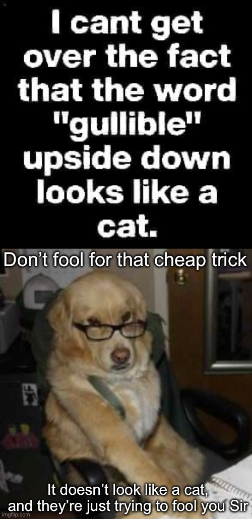 When your dog has your back | Don’t fool for that cheap trick; It doesn’t look like a cat, and they’re just trying to fool you Sir | image tagged in smart dog,trick,the trickster | made w/ Imgflip meme maker