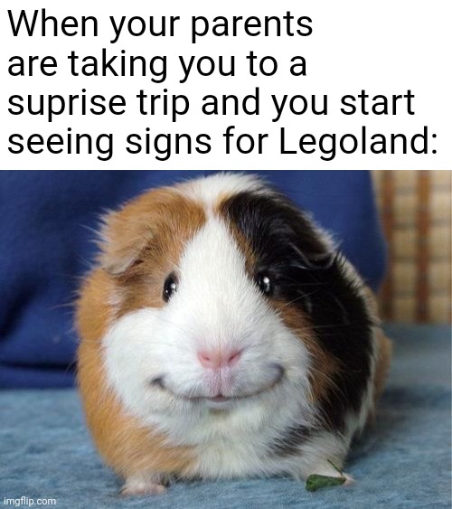 Any body relate | When your parents are taking you to a suprise trip and you start seeing signs for Legoland: | image tagged in grinny pig | made w/ Imgflip meme maker