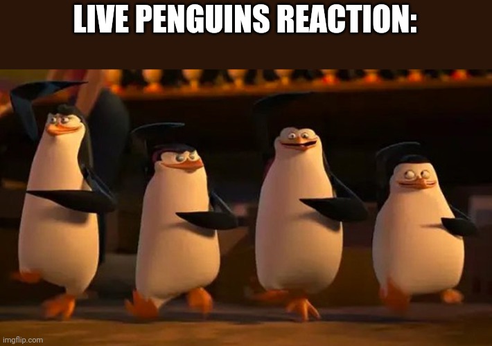 penguins of madagascar | LIVE PENGUINS REACTION: | image tagged in penguins of madagascar | made w/ Imgflip meme maker