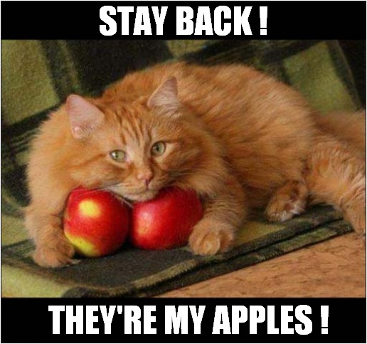 Be Afraid ! | STAY BACK ! THEY'RE MY APPLES ! | image tagged in cats,apples | made w/ Imgflip meme maker