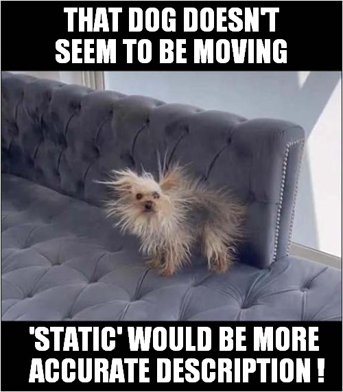 When You Rub Your Dog Too Vigorously ! | THAT DOG DOESN'T SEEM TO BE MOVING; 'STATIC' WOULD BE MORE
 ACCURATE DESCRIPTION ! | image tagged in dogs,play on words,static | made w/ Imgflip meme maker