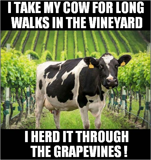 I Bet You're Wonderin' How I Knew, 'Bout Your Plans To Make You Moo ! | I TAKE MY COW FOR LONG 
WALKS IN THE VINEYARD; I HERD IT THROUGH
  THE GRAPEVINES ! | image tagged in fun,cows,vineyard,song lyrics | made w/ Imgflip meme maker