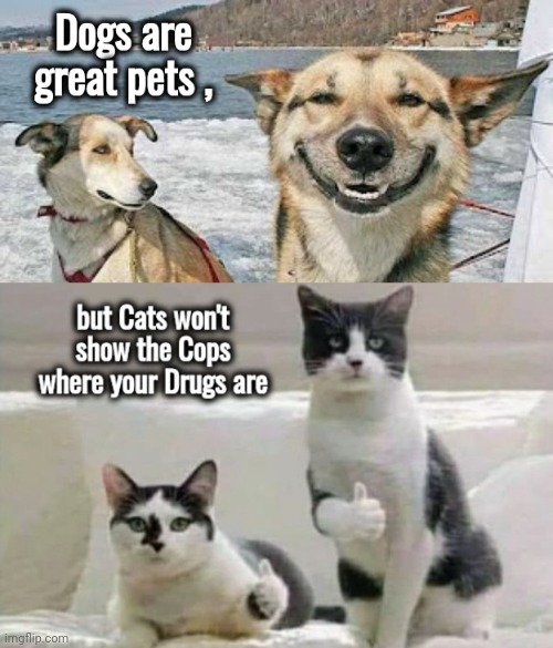 A Friend indeed | image tagged in dogs an cats,who let the dogs out,grumpy cat,best friends,i don't want to play with you anymore | made w/ Imgflip meme maker
