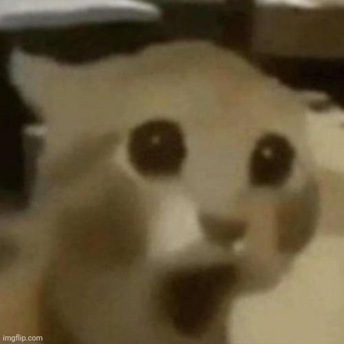 Shocked cat | image tagged in shocked cat | made w/ Imgflip meme maker