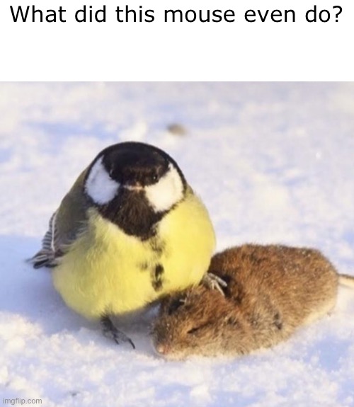 What did he do? | What did this mouse even do? | image tagged in memes,bird,mouse | made w/ Imgflip meme maker