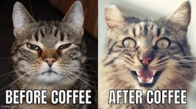 My cat after coffee (don't give coffee to cats) | image tagged in memes,cats | made w/ Imgflip meme maker