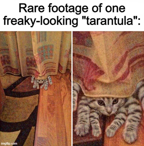 I have "several" questions- | Rare footage of one freaky-looking "tarantula": | image tagged in chill out lemur | made w/ Imgflip meme maker