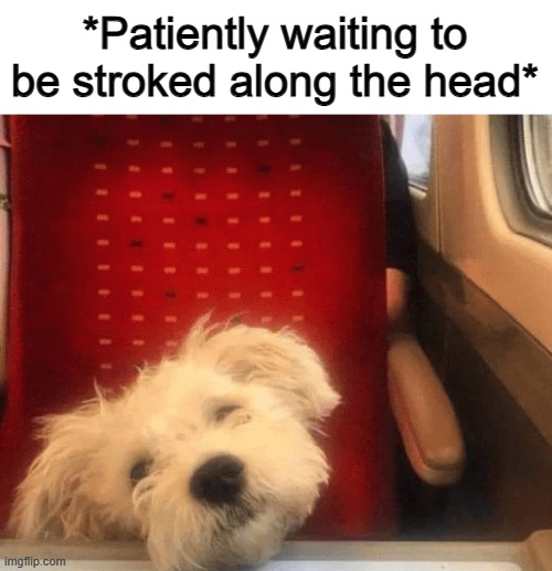Side note, isn't that a TRAIN chair? o_o | *Patiently waiting to be stroked along the head* | made w/ Imgflip meme maker