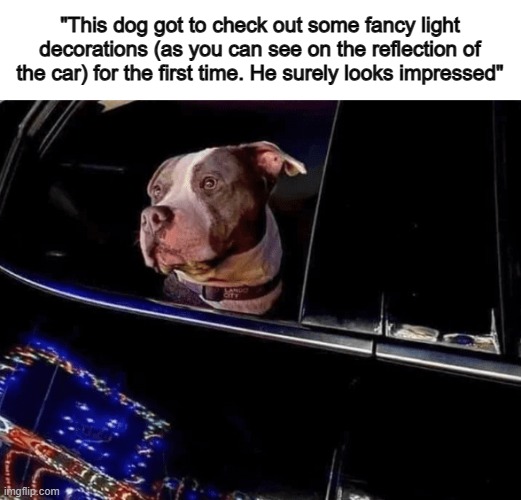 He looks fascinated ^-^ | "This dog got to check out some fancy light decorations (as you can see on the reflection of the car) for the first time. He surely looks impressed" | made w/ Imgflip meme maker