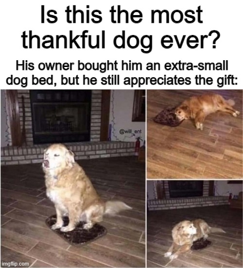 Very common dog W | Is this the most thankful dog ever? His owner bought him an extra-small dog bed, but he still appreciates the gift: | made w/ Imgflip meme maker