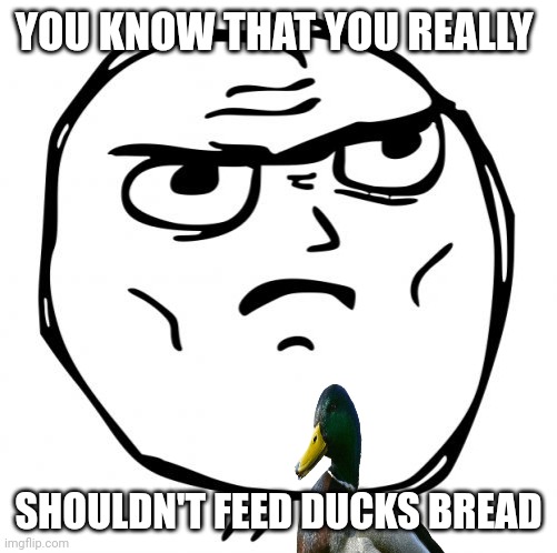 Don't feed them bread! :0 | YOU KNOW THAT YOU REALLY; SHOULDN'T FEED DUCKS BREAD | image tagged in memes,determined guy rage face,ducks,classic,warning | made w/ Imgflip meme maker
