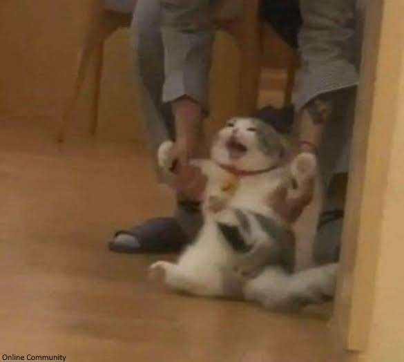 cat forced Blank Meme Template