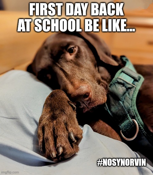 First day of school be like | FIRST DAY BACK AT SCHOOL BE LIKE... #NOSYNORVIN | image tagged in back to school,first day of school,dogs,cute,funny,sleepy | made w/ Imgflip meme maker