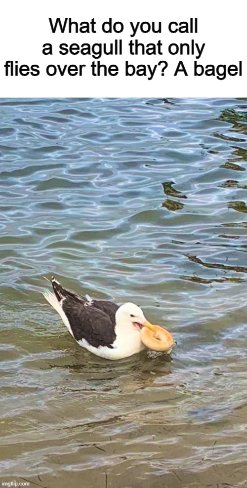Sounds delicious :D | What do you call a seagull that only flies over the bay? A bagel | made w/ Imgflip meme maker
