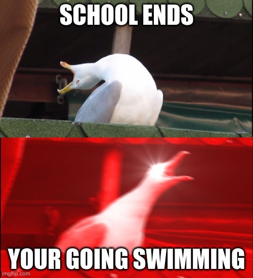 I honestly love swimming | SCHOOL ENDS; YOUR GOING SWIMMING | image tagged in screaming bird | made w/ Imgflip meme maker