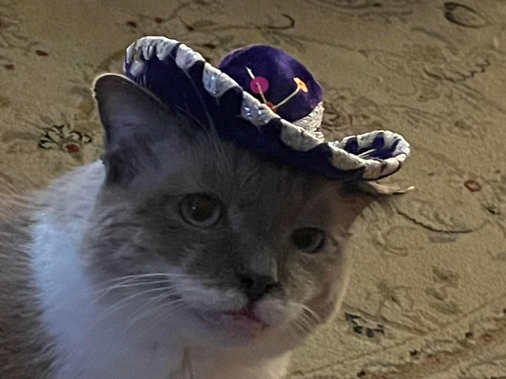 High Quality Sombrero cat Blank Meme Template