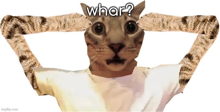 cat shocked | whar? | image tagged in cat shocked | made w/ Imgflip meme maker