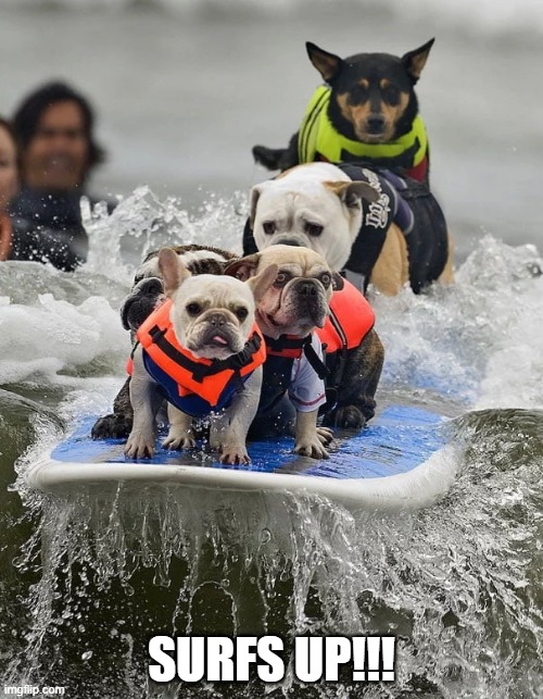 Surfing | SURFS UP!!! | image tagged in funny dogs | made w/ Imgflip meme maker