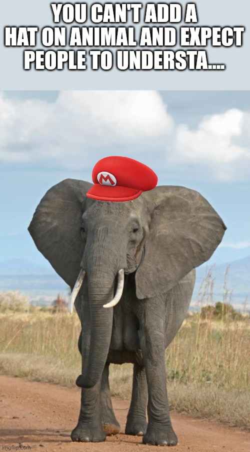 Why | YOU CAN'T ADD A HAT ON ANIMAL AND EXPECT PEOPLE TO UNDERSTA.... | image tagged in elephant | made w/ Imgflip meme maker