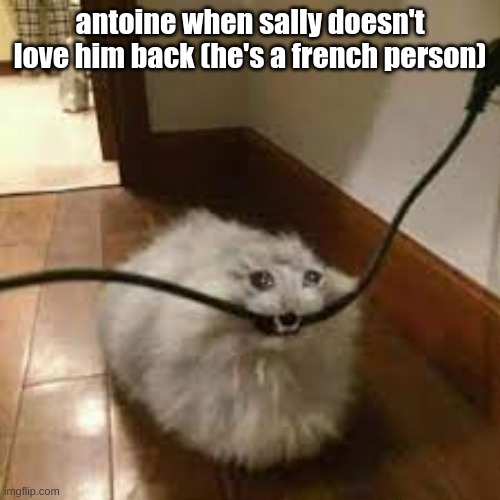 sad cat chewing cord | antoine when sally doesn't love him back (he's a french person) | image tagged in sad cat chewing cord | made w/ Imgflip meme maker