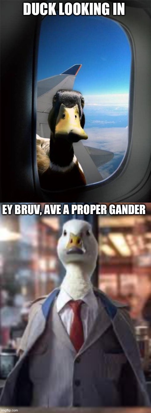 Gander | DUCK LOOKING IN; EY BRUV, AVE A PROPER GANDER | image tagged in let me in duck,gander,look at me | made w/ Imgflip meme maker